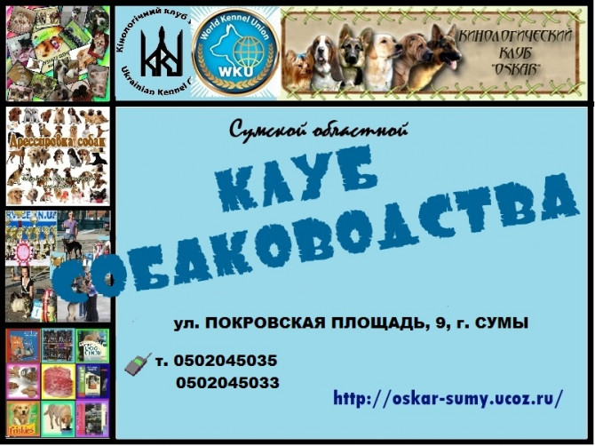 Приглашаем в Сумской областной клуб собаководства - изображение 1