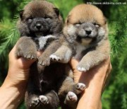 Шиба Ину купить щенка в Украине из питомника Японских Пород Собак