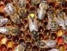 Матка Карпатка 2017 ПЛІДНІ БДЖОЛОМАТКИ (Пчеломатки, Бджолині матки)