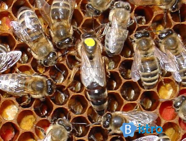 Матка Карпатка 2017 ПЛІДНІ БДЖОЛОМАТКИ (Пчеломатки, Бджолині матки) - изображение 1