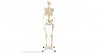 Анатомическая модель на стойке Скелет человека 160 см
