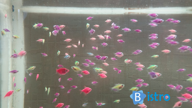 Тернеция Glo Fish - изображение 1