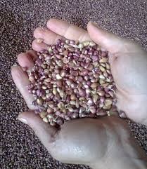 Продам насіння часнику Воздушка сорт Любаша, Мерефіанській білий - изображение 1