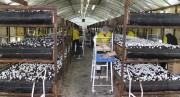 Робота на фірмі з вирощування грибів у Польщі проживання