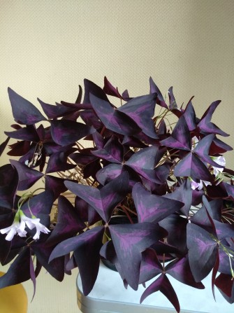 Оксалис фиолетовый - изображение 1
