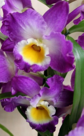 Комплект 6 саженцев орхидей в контейнере - 250 грн. Акция! - изображение 1