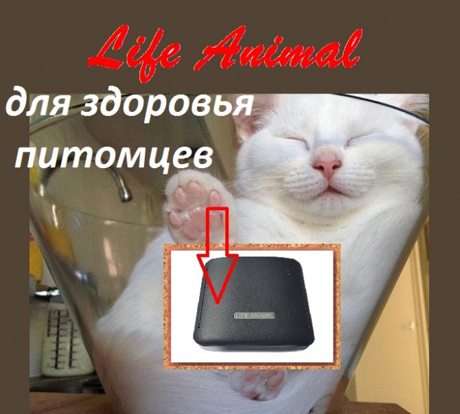 Лечение домашних животных Life Animal. Удобно и эффективно. Гарантия. - изображение 1