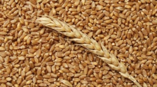 Закупка озимой пшеницы твердых сортов (Durum) - изображение 1