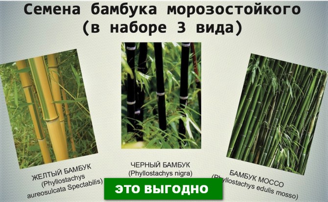 Семена бамбука морозостойкого 3 вида - изображение 1