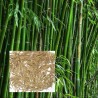 Семена морозостойкого бамбука Мосо 25 шт