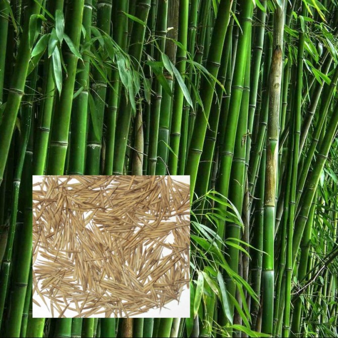 Семена морозостойкого бамбука Мосо 25 шт - изображение 1