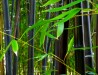 Семена черного бамбука 25 шт