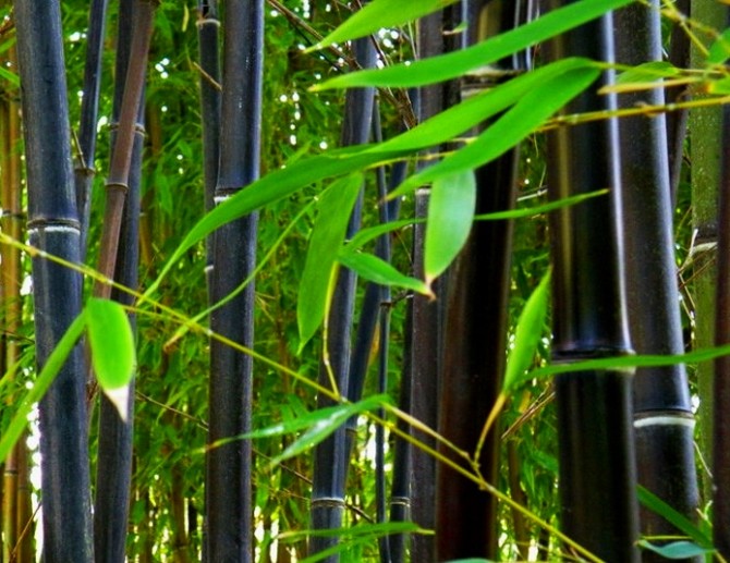 Семена черного бамбука 25 шт - изображение 1