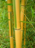 Семена бамбука Phyllostachys Spectabilis (25 шт)