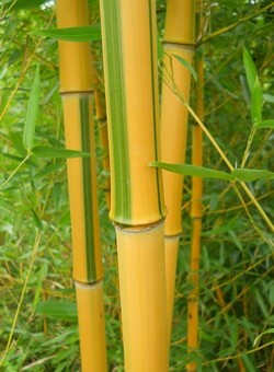 Семена бамбука Phyllostachys Spectabilis (25 шт) - изображение 1