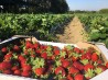 Предлагаю сезонную работу на ягодной ферме под Киевом ЗП высокая