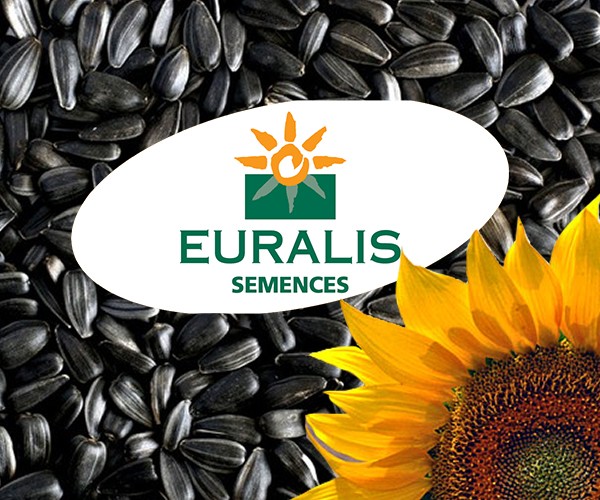 Семена подсолнечника производителя «Евралис» - изображение 1
