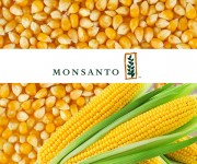 Семена кукурузы производителя «Монсанто»
