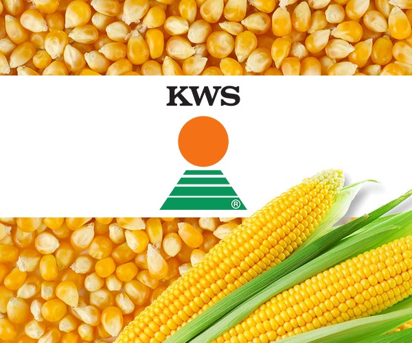 Семена кукурузы производителя «КВС» - изображение 1