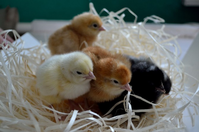 Цыплята яичной породы Доминант (Чехия) - изображение 1