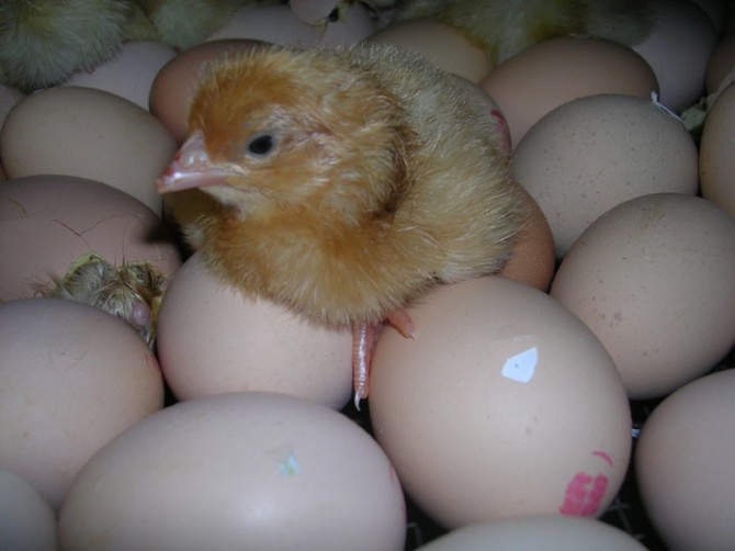 Цыплята мясо-яичных пород Мастер Грей (Гриз Бар), Фокси Чик и другие - изображение 1