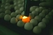 Инкубационное яйцо кур Венгерские гиганты