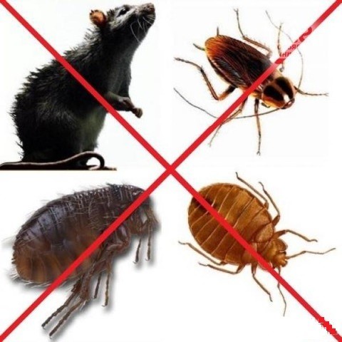 Уничтожение тараканов,блох,клопов,крыс и мышей. - изображение 1