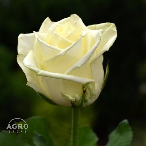 Саженцы роз в ассортименте - изображение 1