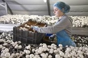 Польская компания приглашает на работу женщин на сбор грибов