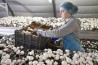 Польская компания приглашает на работу женщин на сбор грибов