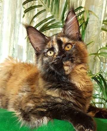Котята Мейн Кун из питомника - изображение 1