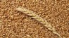 Продам пшеницу фуражную оптом с доставкой по Украине