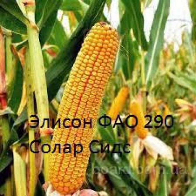 Семена французской кукурузы Элисон (урожайность 140 ц/га)  - изображение 1