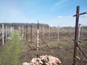 Земельный участок с виноградником Возрождения, Харьковская область