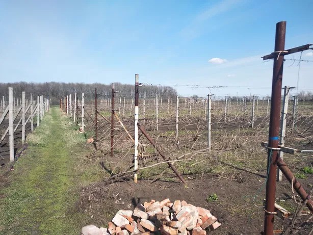 Земельный участок с виноградником Возрождения, Харьковская область - изображение 1