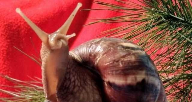 Улитки африканские ахатины, мох живой ягель, сфагнум, прикорм - изображение 1