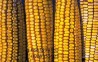 Продаются семена подсолнечника и кукурузы