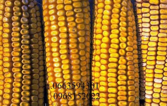 Продаются семена подсолнечника и кукурузы - изображение 1