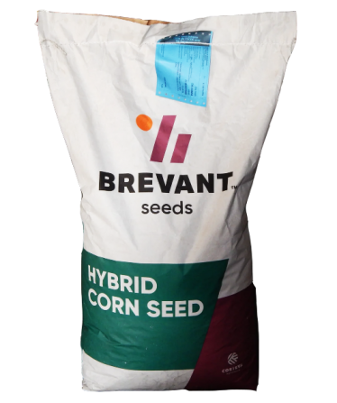 Семена кукурузы ДА СОНКА от компании BREVANT Seeds - изображение 1