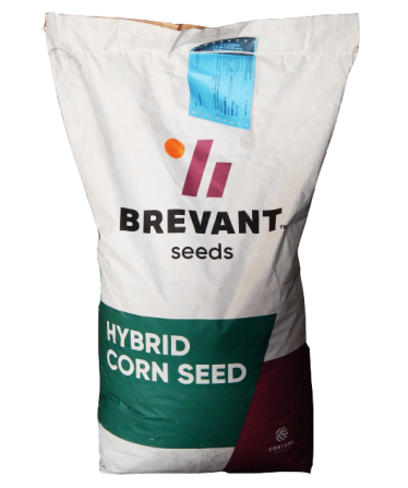 Семена кукурузы МТ МАТАДО от компании BREVANT Seeds - изображение 1