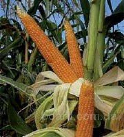 Продаются семена кукурузы, разные сорта - изображение 1