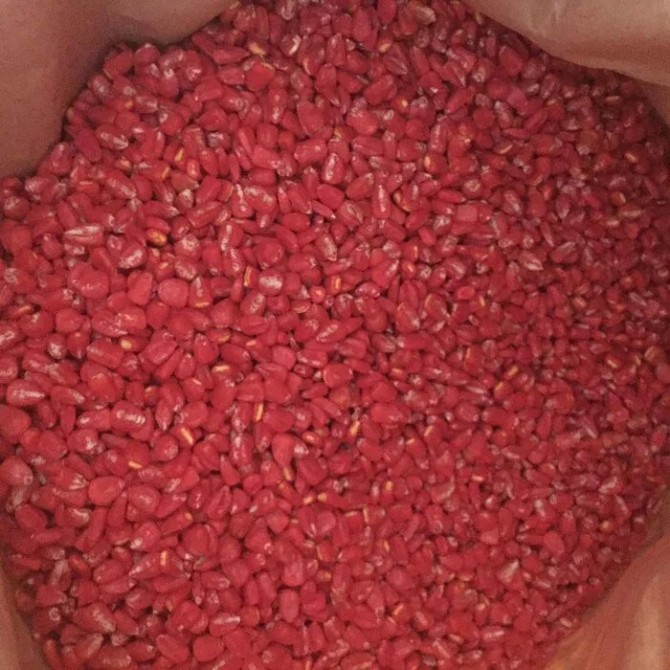Семена кукурузы, насіння кукурудзи ТАР-349 - изображение 1