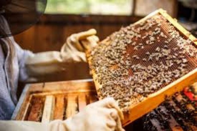 Продам бджолосім"ї - изображение 1