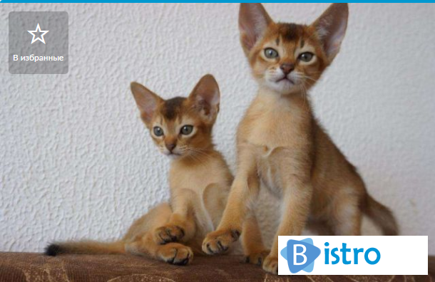Абиссинские котята из питомника - изображение 1