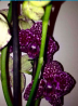 Продажа цветов орхидей,антуриумов,замиокулькасы