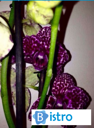 Продажа цветов орхидей,антуриумов,замиокулькасы - изображение 1