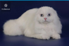 Белый голубоглазый кот для вязки