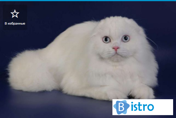 Белый голубоглазый кот для вязки - изображение 1