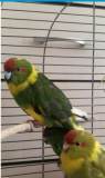 Попугай какарик жёлтый, зеленый