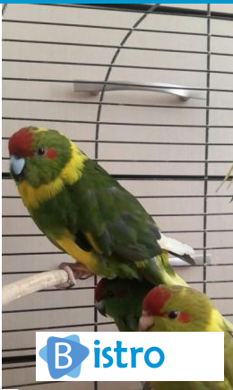 Попугай какарик жёлтый, зеленый - изображение 1